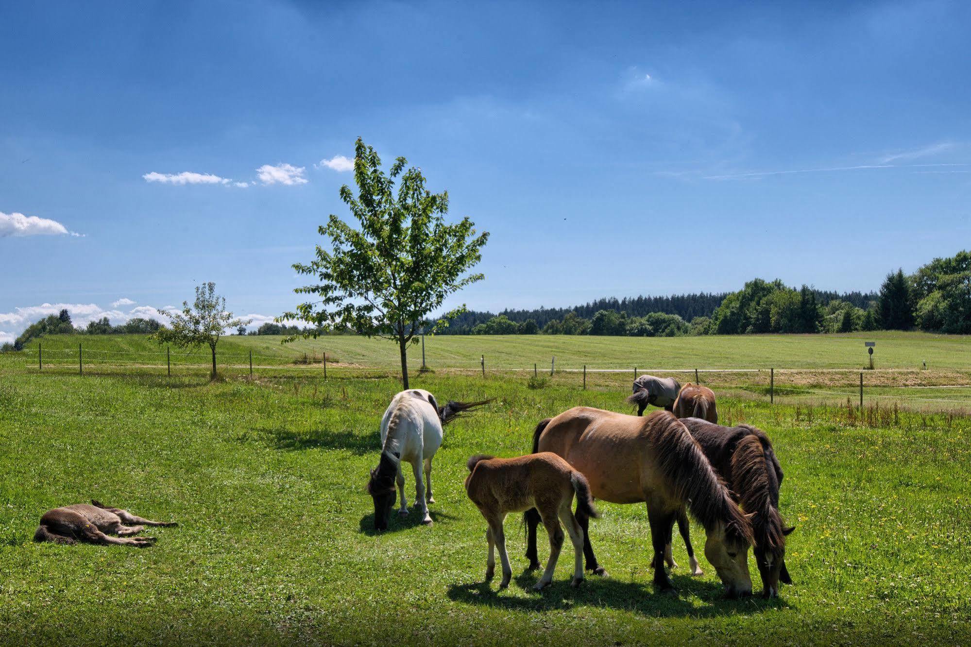 Landgasthof Zum Schwanen ホルンベルク エクステリア 写真
